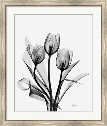 Framed Three Gray Tulips H14 Print