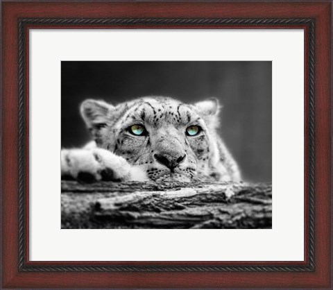 Framed Pop of Color Snow Leopard Eyes Print