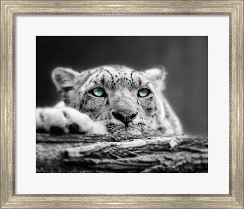 Framed Pop of Color Snow Leopard Eyes Print