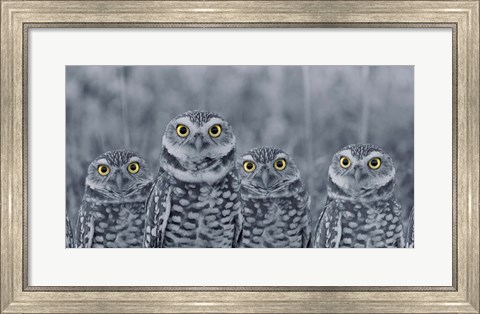 Framed Pop of Color Burrowing Owl Family Print