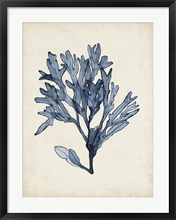 Framed Seaweed Specimens II Print