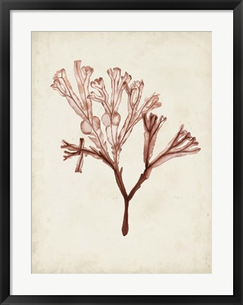 Framed Seaweed Specimens V Print