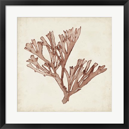 Framed Seaweed Specimens XIII Print