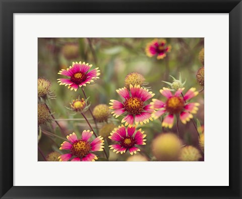 Framed Wild Blooms II Print