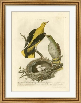 Framed Nozeman Birds &amp; Nests  II Print