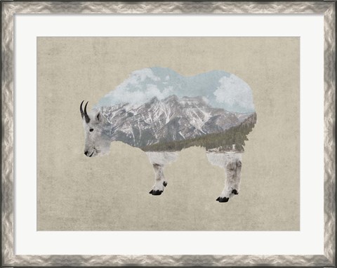 Framed Rocky Mountain Goat Print