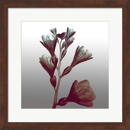 Framed Ombre Freesia Flowers X-Ray Print