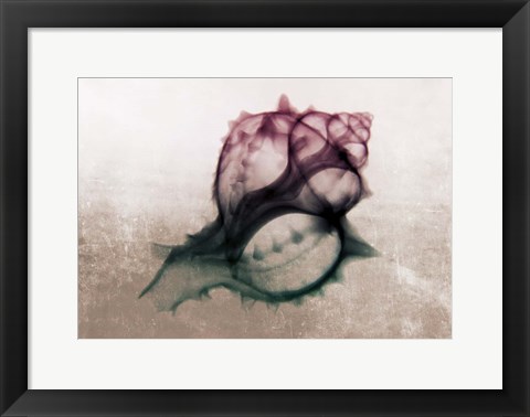 Framed Ombre Sea Shell X-Ray Print