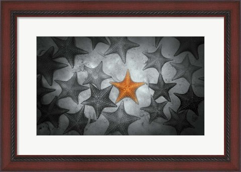 Framed Pop of Color Orange Starfish Print