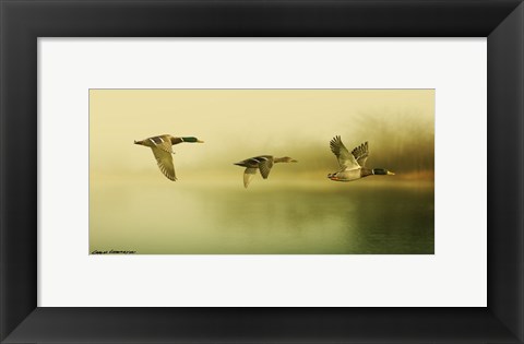 Framed Ducks Flying Print