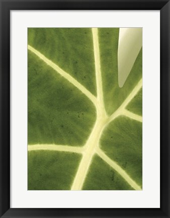 Framed Tropical Veins Print