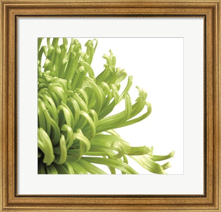 Framed Green Bloom 2 (detail) Print
