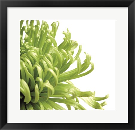Framed Green Bloom 2 (detail) Print