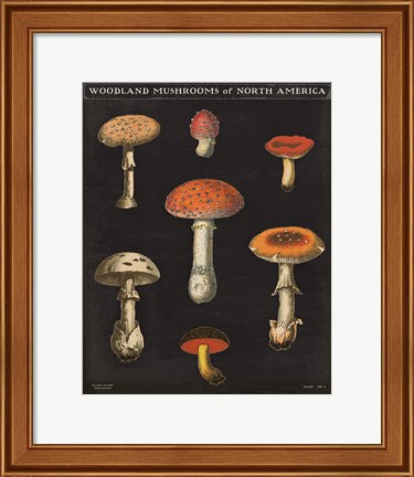Framed Mushroom Chart III Print