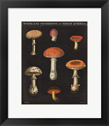Framed Mushroom Chart III Print