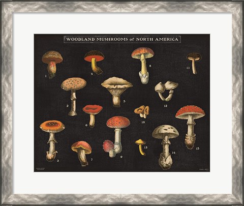 Framed Mushroom Chart I Print