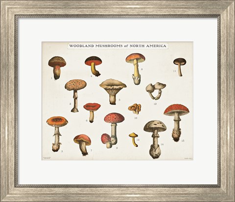 Framed Mushroom Chart I light Print