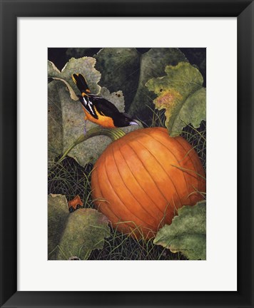 Framed Oriole &amp; Pumpkin Print