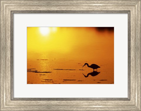 Framed Little Blue Heron at sunset, J.N.Ding Darling National Wildlife Refuge, Florida Print