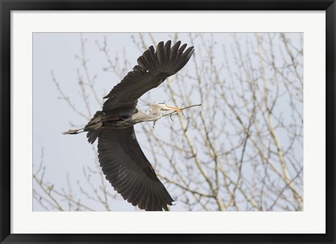 Framed Great Blue Heron, flying back to nest with a stick Print