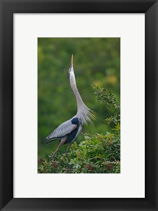 Framed Great Blue Heron Displaying the Sky Point Courtship Ritual Print