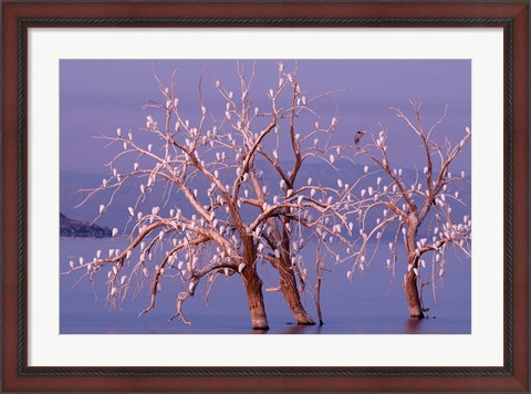 Framed California, Cattle Egret, Great Blue Heron, bird roost Print