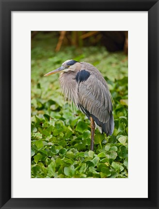 Framed Great Blue Heron bird Corkscrew Swamp  Florida Print