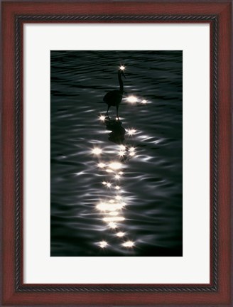Framed Great Blue Heron Wades in Water, Placido, Florida Print