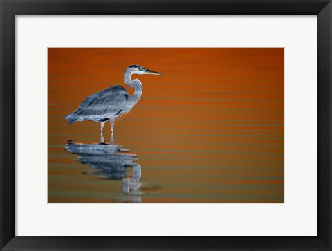 Framed Great Blue Heron in Water at Sunset Print