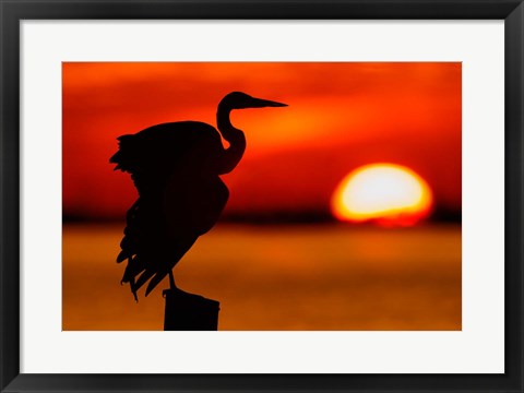 Framed Silhouette of Great Blue Heron Stretching Wings at Sunset Print
