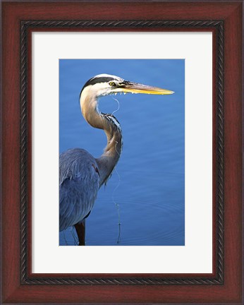 Framed Doomed Great Blue Heron, Venice, Florida Print