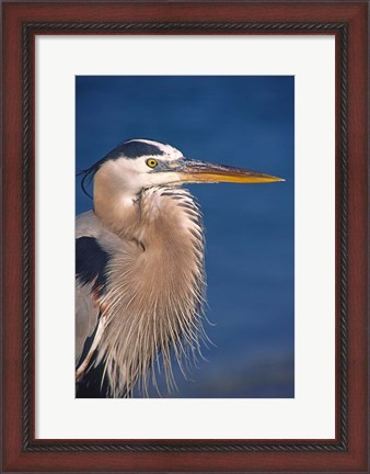 Framed Great Blue Heron, Florida Print