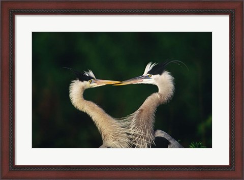 Framed Great Blue Heron Pair, Venice, Florida Print