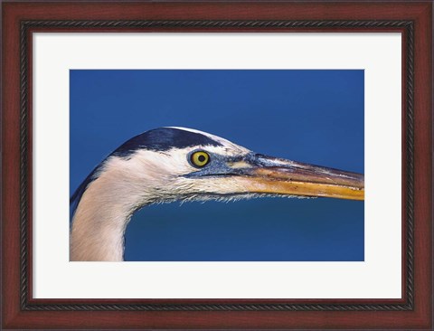 Framed Great Blue Heron, Sanibel Island, Florida Print