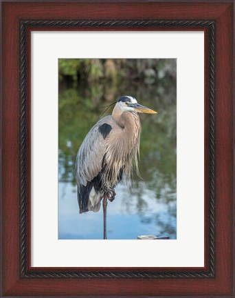 Framed Florida Orlando Great Blue Heron at Gatorland Print