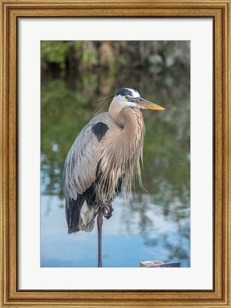 Framed Florida Orlando Great Blue Heron at Gatorland Print