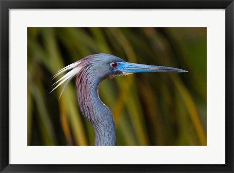 Framed Florida St Augustine, Little Blue Heron at the Alligator Farm Print