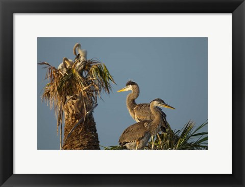 Framed Great Blue Heron bird, Viera wetlands, Florida Print