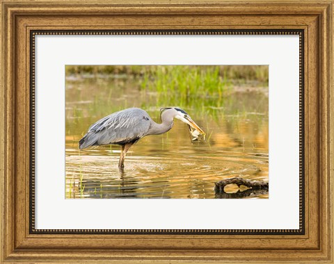 Framed Great Blue Heron bird, William L Finley NWR, OR Print