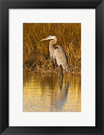 Framed Great Blue Heron standing in Salt Marsh Print