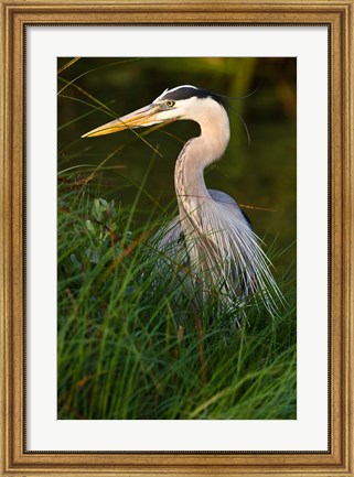 Framed Great Blue Heron, stalking prey in wetland, Texas Print
