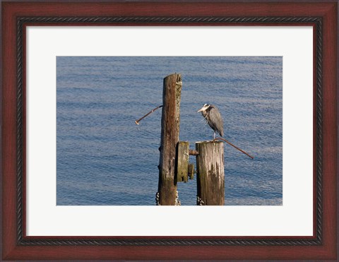 Framed WA, Seattle, Great Blue Heron bird, Elliott Bay Print