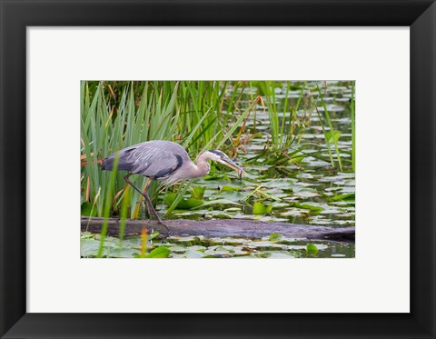 Framed Great Blue Heron bird, Juanita Bay Wetland, Washington Print