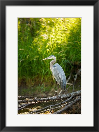 Framed Great Blue Heron, Washington State Print