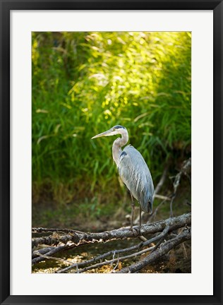 Framed Great Blue Heron, Washington State Print