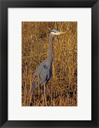 Framed Washington, Seattle, Discovery Park Great Blue Heron Print