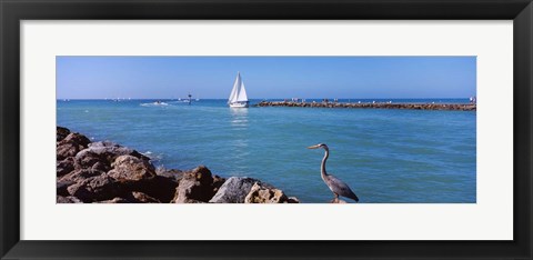 Framed Great Blue Heron perching on a rocks Print