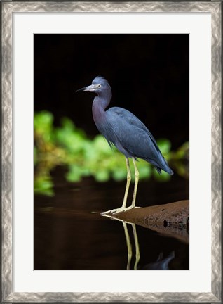 Framed Little Blue Heron, Costa Rica Print