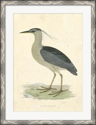 Framed Vintage Night Heron Print