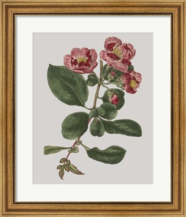 Framed Floral Gems I Print